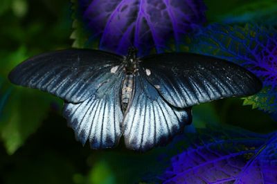 Close-up of butterfly on flower
