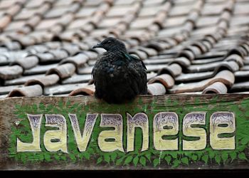 Low angle view of bird perching on sign