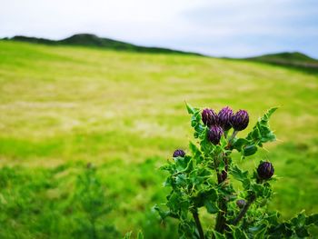 Close-up of flowering plant on land