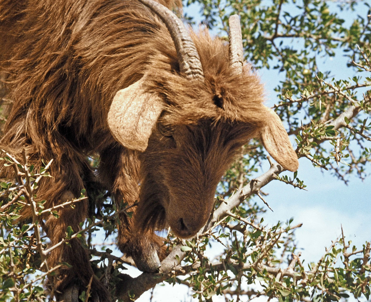 Tree climbing goat