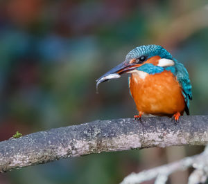 Close-up of bird perching on branch