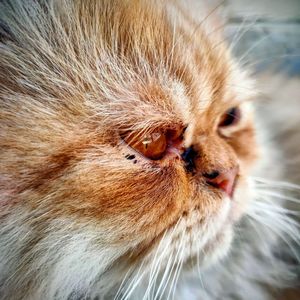 Close-up of cat looking away