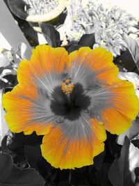 Close-up of yellow flower