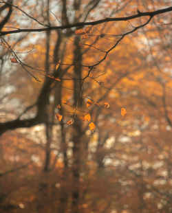 Low angle view of trees against sky during autumn