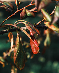 Close-up of plant