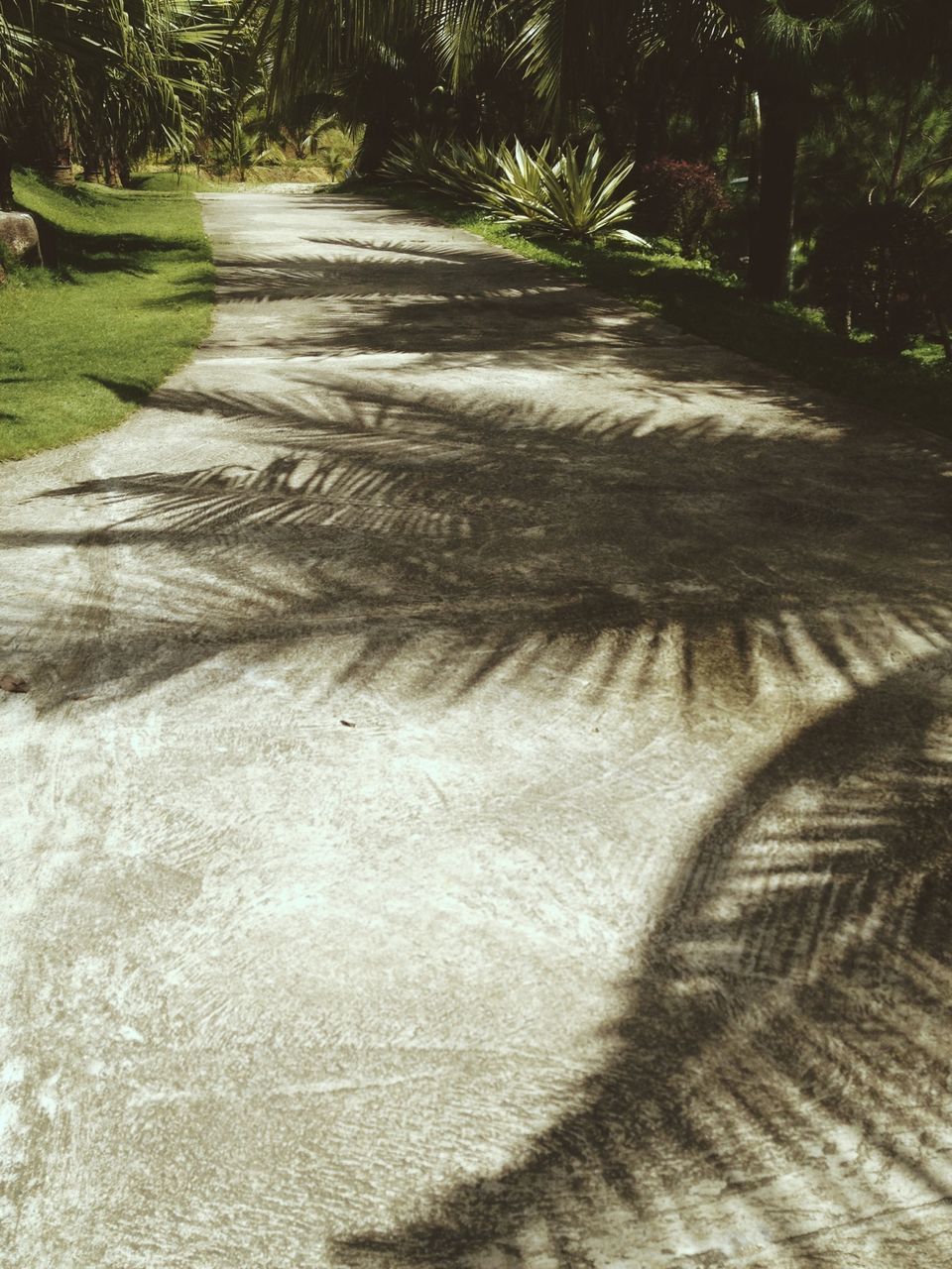 tree, shadow, sunlight, growth, day, outdoors, park - man made space, no people, grass, nature, green color, art and craft, the way forward, footpath, close-up, plant, art, textured, creativity, tree trunk