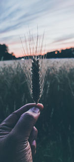 Close-up of hand holding plant against sky during sunset