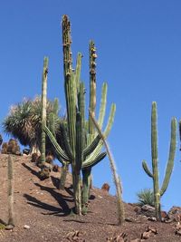 Cactus growing in desert against clear blue sky