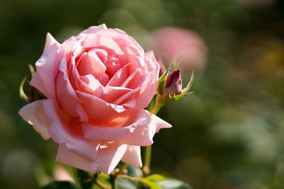 Close-up of pink rose