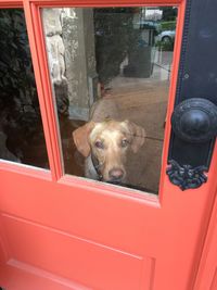 Portrait of dog looking through glass door