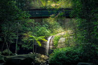 Plants and trees in forest