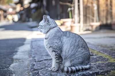 Close-up of a cat looking away on street