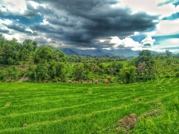 Scenic view of grassy field against sky