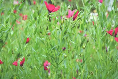 Close-up of pink flowering plants on field