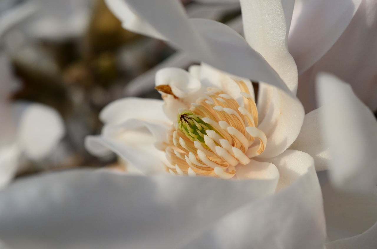 CLOSE-UP OF WHITE ROSE ON PLANT