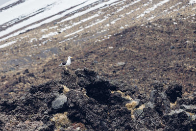 Close-up of bird perching on shore