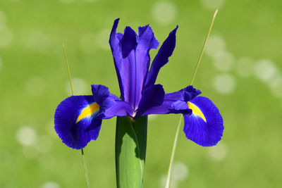 Close up of a purple iris  in bloom in the garden