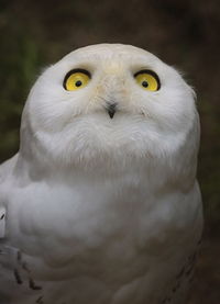 Snowy owl, bubo scandinacus, portrait