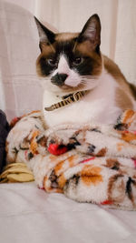 Portrait of cat sitting at home