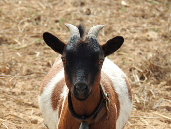 Portrait of horse on field