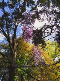 Low angle view of cherry blossom tree