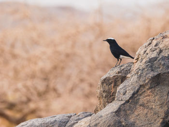 Bird perching on rock