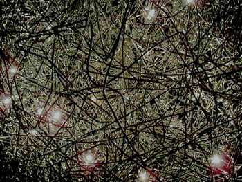 Low angle view of illuminated tree at night