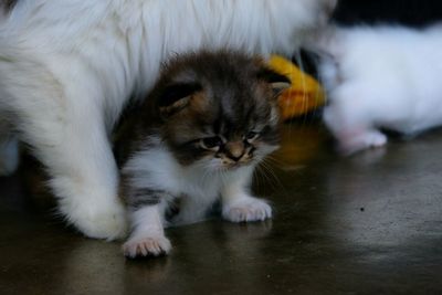 Close-up of cat relaxing on floor