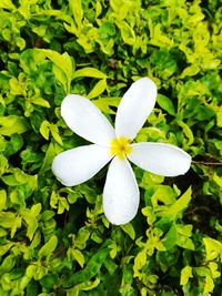 Close-up of white flowers blooming outdoors