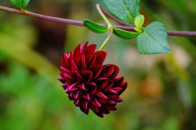 Close-up of red flower