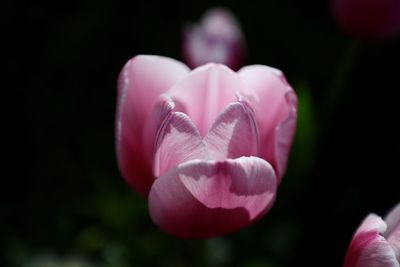 Close-up of pink tulip