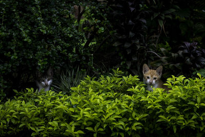 Cat lying on plant