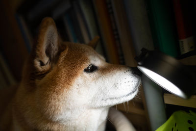 Close-up of a dog looking away