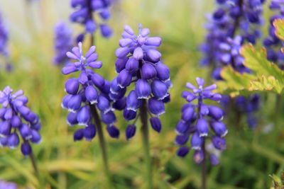 Close-up of purple flowers