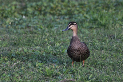 View of a bird on field