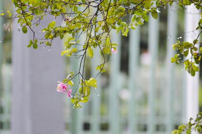 Close-up of flowering plant against tree