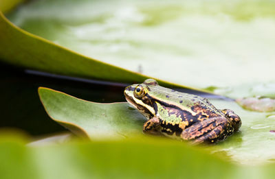 Close-up of frog on leaf