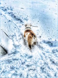 High angle view of dog running on snow