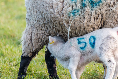 Close-up of sheep on field