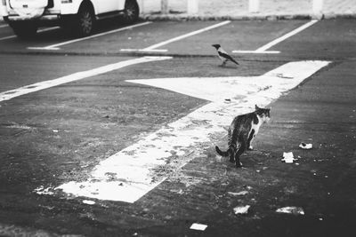 View of birds on road