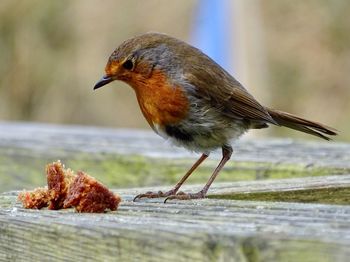 Close-up of bird perching by bread on wooden table