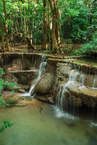 Scenic view of waterfall in forest