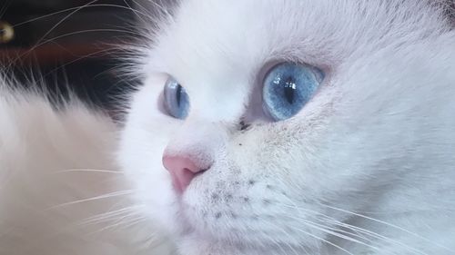 Close-up portrait of cat