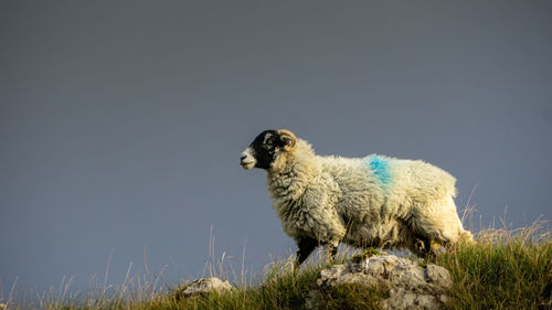 Side view of an animal on field