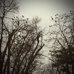 Low angle view of bare trees against clear sky