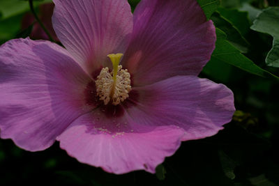 Close-up of pink rose flower