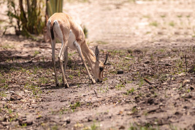 Slender-horned gazelle also called gazella leptoceros live in sandy deserts in northern africa.
