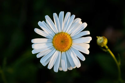 Close-up of white daisy