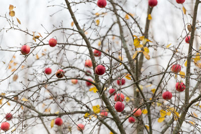 Red apples on tree