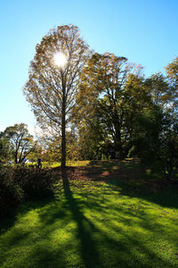 Trees on field against clear sky